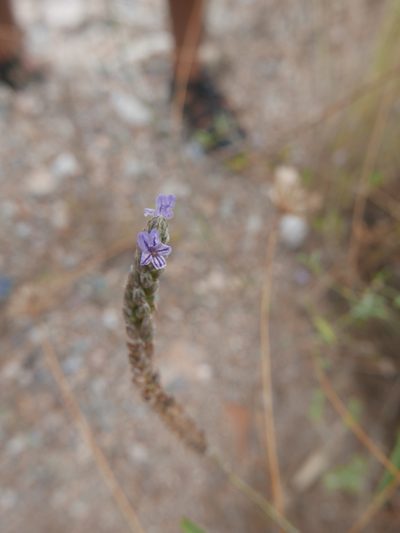 Lavandula multifida, photographed by Cristina Villaverde
