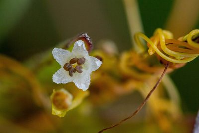 Cuscuta indecora, photographed by Jessica