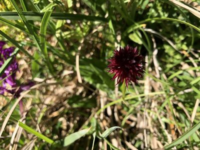 Gymnadenia rhellicani, photographed by James Hardcastle