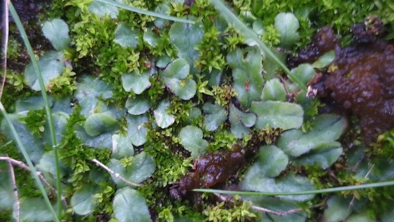 Riccia inflexa, photographed by Andrew Thornhill