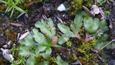 Riccia inflexa, photographed by Andrew Thornhill