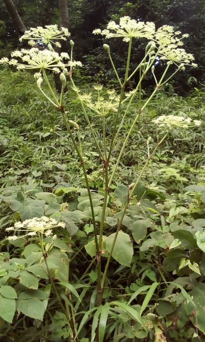 Angelica pubescens, photographed by Takashi KOIKE