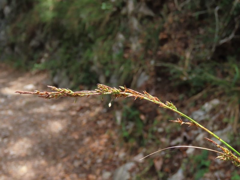 Carex hattoriana, photographed by chiuluan