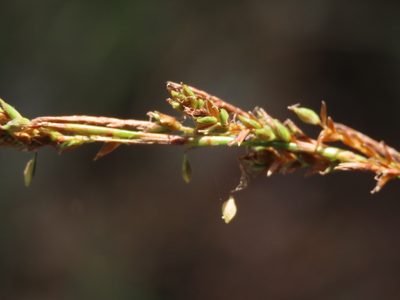 Carex hattoriana, photographed by chiuluan