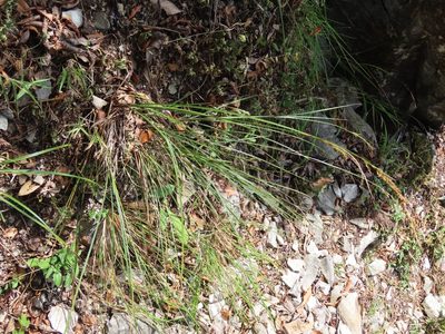 Carex hattoriana, photographed by chiuluan