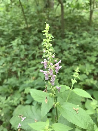 Stachys cordata, photographed by Christopher Zacharias
