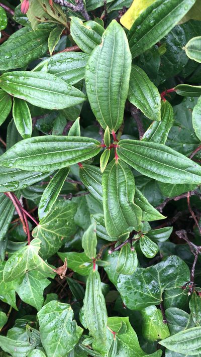 Viburnum davidii, photographed by rowan_m