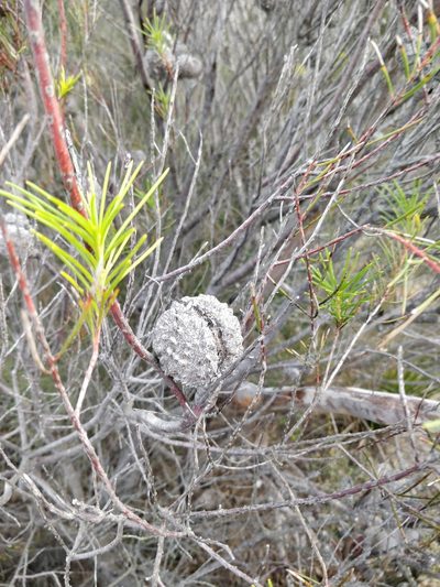 Hakea propinqua, photographed by Will Cornwell