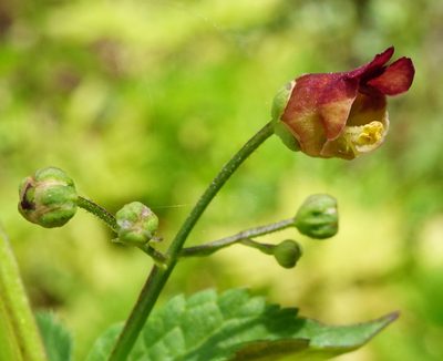 Scrophularia oblongifolia, photographed by Patrick Hacker