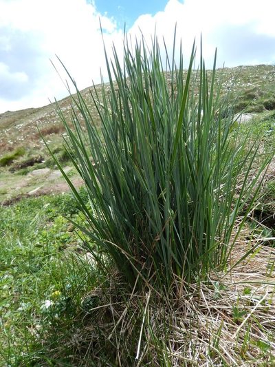 Patzkea paniculata, photographed by Luca Fornasari