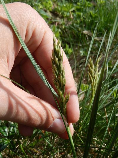 Patzkea paniculata, photographed by Luca Fornasari