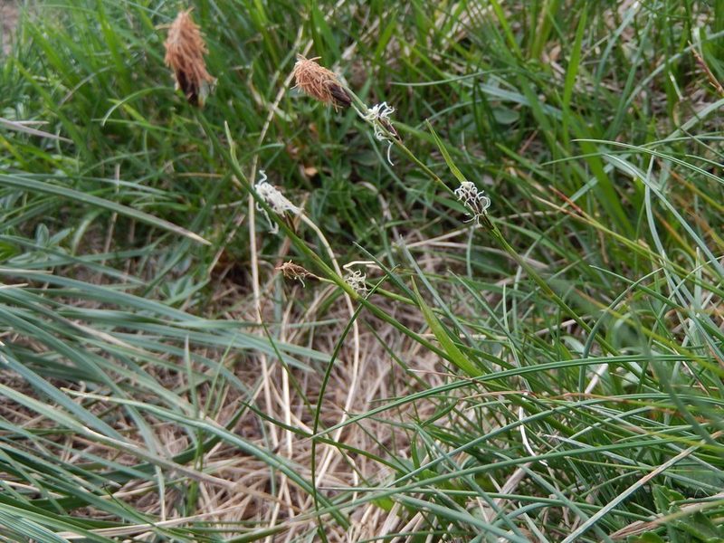 Carex macrolepis, photographed by Luca Fornasari