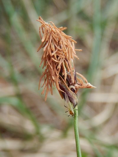 Carex macrolepis, photographed by Luca Fornasari