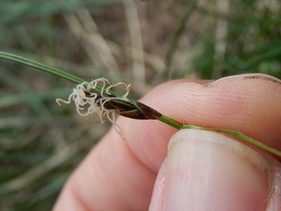 Carex macrolepis, photographed by Luca Fornasari