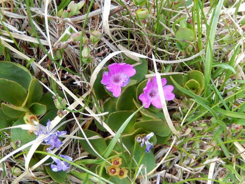 Primula apennina, photographed by Luca Fornasari