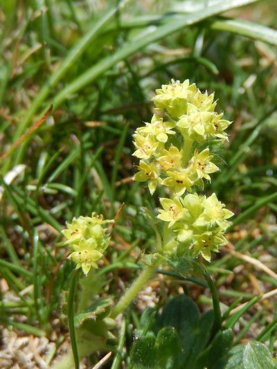 Alchemilla glaucescens, photographed by Luca Fornasari