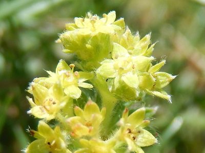 Alchemilla glaucescens, photographed by Luca Fornasari