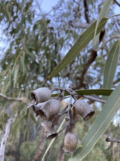 Corymbia terminalis, photographed by Richard Fuller