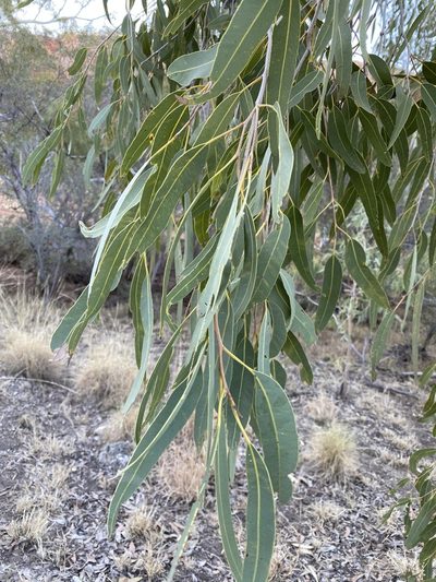 Corymbia terminalis, photographed by Richard Fuller