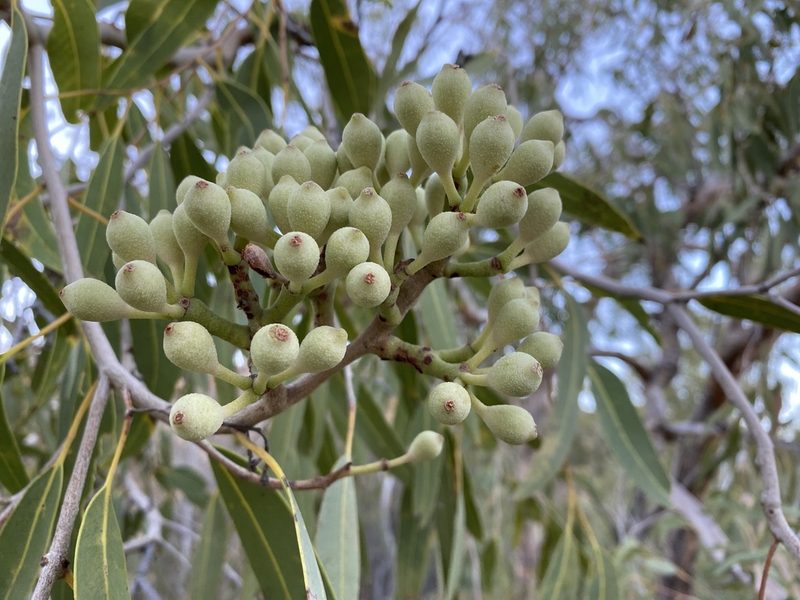 Corymbia terminalis, photographed by Richard Fuller