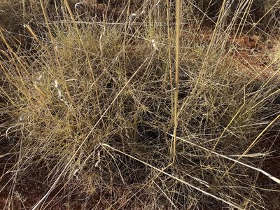 Triodia pungens, photographed by Richard Fuller