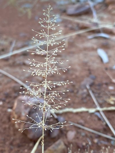 Sporobolus australasicus, photographed by Richard Fuller