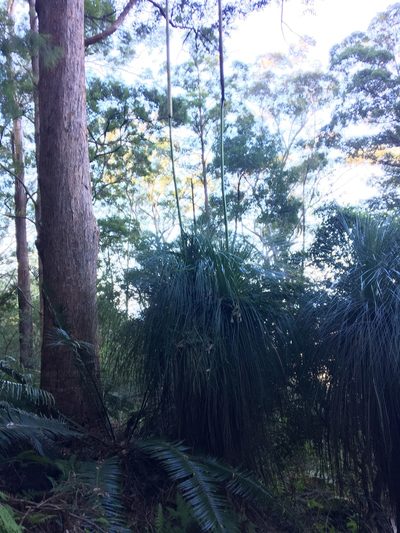 Xanthorrhoea malacophylla, photographed by Thomas Mesaglio
