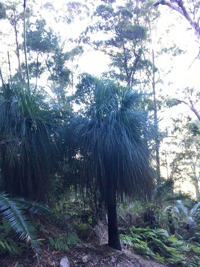 Xanthorrhoea malacophylla, photographed by Thomas Mesaglio