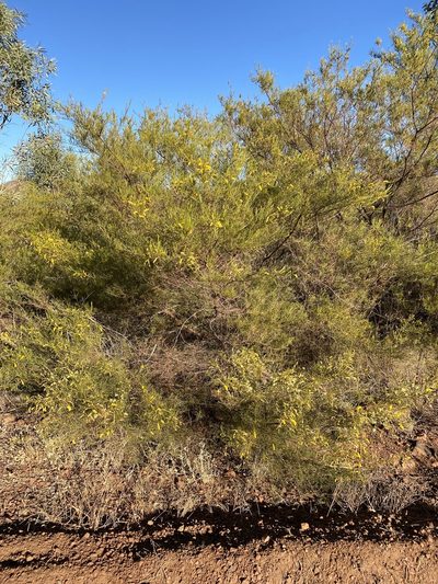 Acacia chisholmii, photographed by Richard Fuller