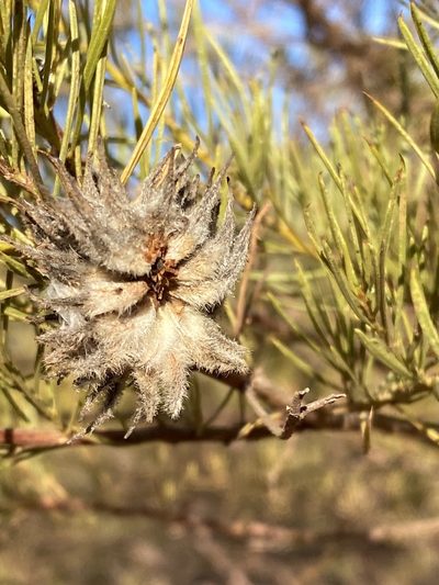 Acacia chisholmii, photographed by Richard Fuller