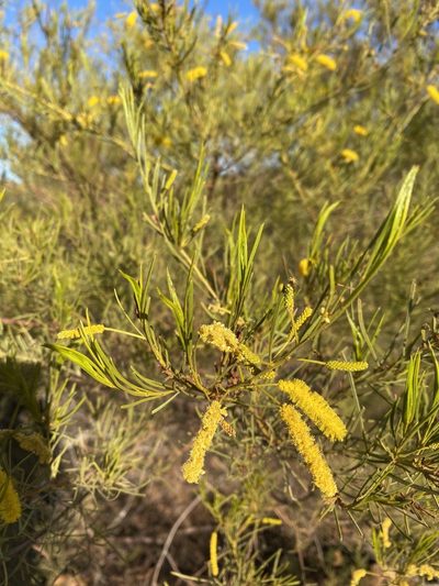 Acacia chisholmii, photographed by Richard Fuller
