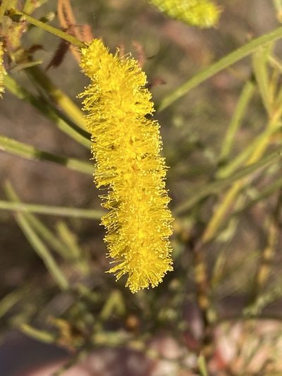 Acacia chisholmii, photographed by Richard Fuller