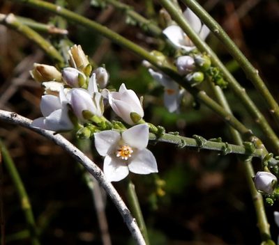 Cyanothamnus coerulescens, photographed by Margaret Langley