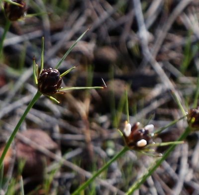 Borya scirpoidea, photographed by Margaret Langley