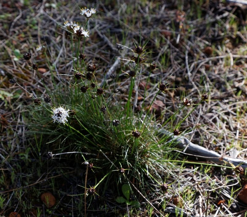 Borya scirpoidea, photographed by Margaret Langley