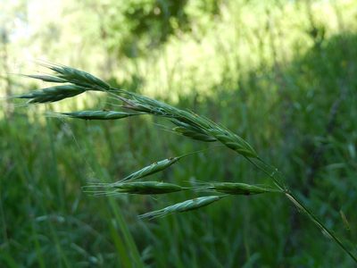 Bromus commutatus, photographed by Luca Fornasari