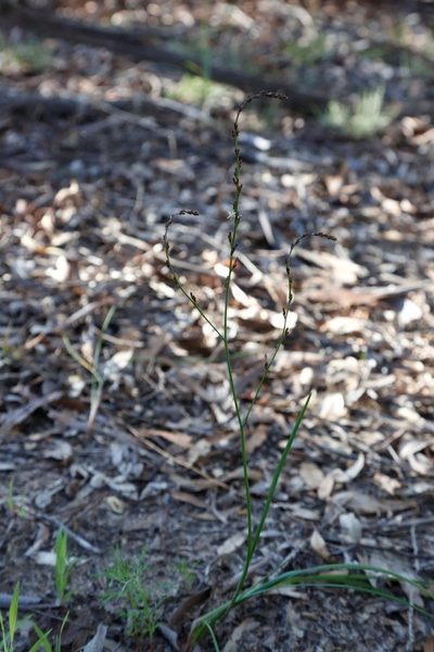 Caesia micrantha, photographed by Margaret Langley