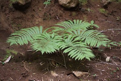 Pentarhizidium orientale, photographed by harum.koh