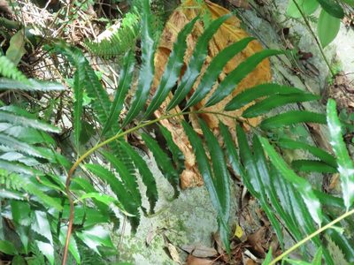 Plenasium banksiifolium, photographed by chiuluan