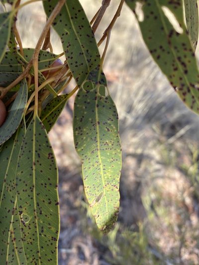 Corymbia terminalis, photographed by Richard Fuller