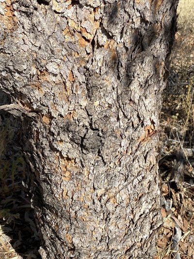 Corymbia terminalis, photographed by Richard Fuller