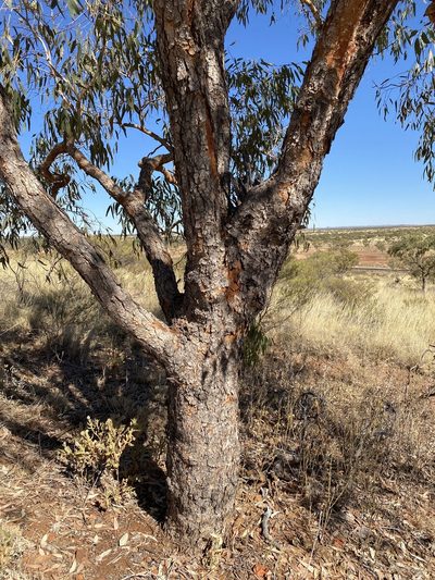 Corymbia terminalis, photographed by Richard Fuller