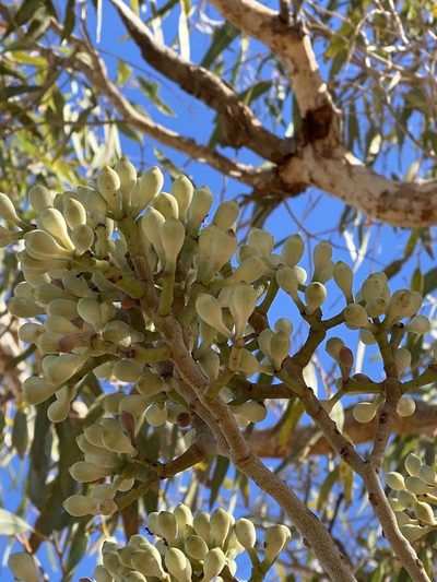 Corymbia terminalis, photographed by Richard Fuller