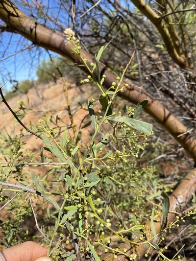 Acacia victoriae, photographed by Richard Fuller