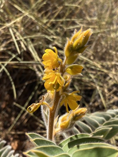 Senna notabilis, photographed by Richard Fuller
