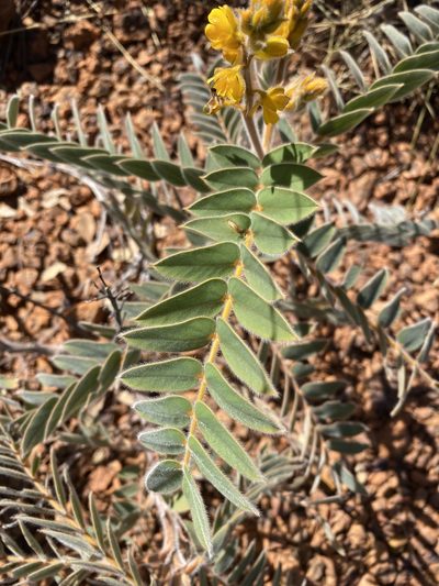 Senna notabilis, photographed by Richard Fuller