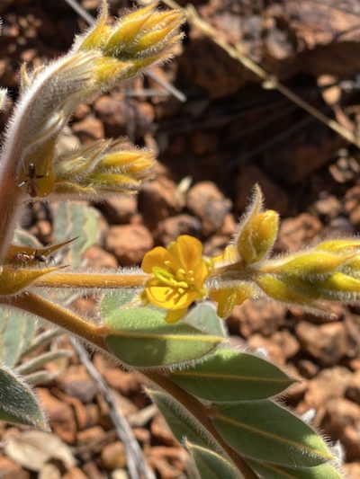 Senna notabilis, photographed by Richard Fuller