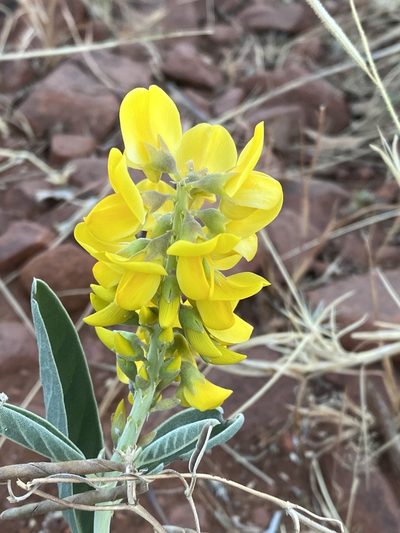 Crotalaria novae-hollandiae, photographed by Richard Fuller