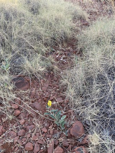Crotalaria novae-hollandiae, photographed by Richard Fuller