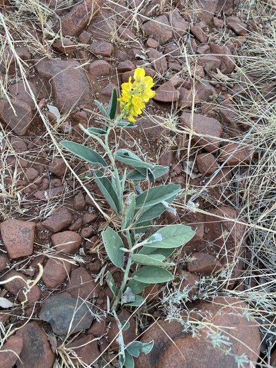Crotalaria novae-hollandiae, photographed by Richard Fuller